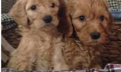 GOLDEN DOODLES (F1) The hybrid cross between these two parent breeds are terrific family dogs, friendly, intelligent, affectionate and easy to train. Family raised, vet checked, first shots. Ready December 22 will hold until Christmas.
This ad was posted