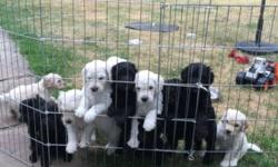 F1 doodles male and females ready mid July , goldens, creams and blacks family raised with children and other pets. Will be vet checked have shots and wormed. Great parents will be good pets. Thank you
This ad was posted with the eBay Classifieds mobile