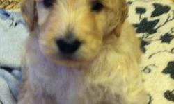 F1 First Generation Golden Doodles.Ready August 10th when they are eight weeks old..First litter for Mom and Dad.Home raised.Will come with first set of shots ,wormed every two weeks and will be Health Checked by the Vet before they leave for their