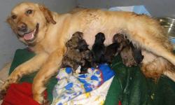 8 golden doxies have
4 males and 4 females 1 solid black male, 3 goldens and 4 reverse dapples. Born 5/24/13
750 males 850 females 800 black male
akc golden mom
akc choc cream dapple dachshund dad
excellent bloodlines