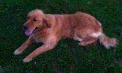 Liaya is a golden color she has registration with her. She loves toys balls, going for walks and runs with you. She's very friendly with our kids and a healthy dog. She's isn't spayed. If you have questions call me at 3155077903