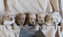 We have ten adorable puppies ready for their forever homes on or after April 16. They were born on Feb 19. This will be the perfect time to take in a new puppy -- It's springtime!! They are all healthy and active and are lovingly cared for by our family.