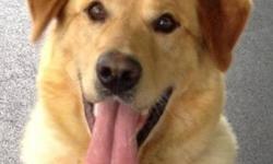 Golden Retriever - Abraham - Large - Adult - Male - Dog
Abraham is looking for a home that will be committed to him for a lifetime. He was found as a stray in the town of Ithaca and is looking for a fresh start in a home where he'll being living inside.