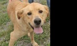 Golden Retriever - Julie - Medium - Young - Female - Dog
Hi! My name is Julie and I am an incredibly sweet, smart, friendly, and very beautiful, 1 year old, 50-pound, spayed, female Golden Retriever mix!
I'm a really wonderful girl, all-around! Everyone