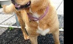 Golden Retriever - Pebbles - Medium - Young - Female - Dog
Pebbles is a beautiful young 1 to 2 year old Golden Retriever mix who came to Pets Alive from Ohio. She is a very happy girl who sits on command, LOVES human attention, playtime and affection.