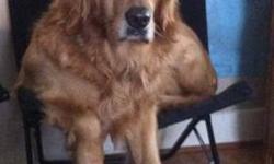 Golden Retriever - Prince - Large - Adult - Male - Dog
4 year old altered male, 93 lbs., fully housebroken, knows basic commands plus a few tricks, is quite comical by nature, gentle, loving, and LARGE. This boy will require a home that can handle