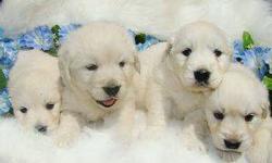 We have a beautiful litter of purebred Golden Retriever puppies. They will be ready for their new homes in mid-December. Will hold for Christmas. The parents are on premises, and come from many years of our breeding, with no history of health issues. We