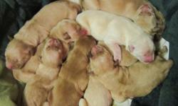 This beautiful, top quality litter of purebred Golden Retriever puppies is ready for their new loving homes. They have been vet-approved, vaccinated and wormed. There are 4 females available. The pix is of 3 of the females. The pups range from sandy
