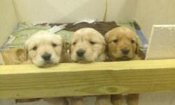 We have six beautiful pure breed golden retriever's for sale (four male and two female) raised by a loving family.
The puppies were born on December 8 and should be ready to go by February 2.
Golden retrievers are great family dogs and are great with