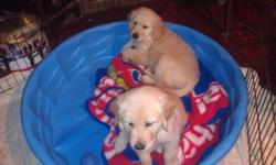 Beautiful boys. AKC registered. Father is a half English golden. Puppies are big block heads. Family raised. Vet certified healthy. Call 585-356-4717