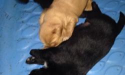 3 Male one Female Mom is Golden Retriver and Father is German Shepherd booth parents are AKC reg. They are going to be ready to go on august 8.2014 with shots and vet check one of them in male brown and the other one are black
This ad was posted with the
