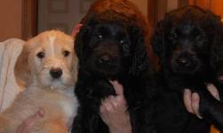 There are three Goldendoodle puppies for sale. One black male, one parti male, and one black female. They are 8 weeks old. Mother is an AKC Golden Retriever on site, father is a AKC Poodle. Call or text 419.551.8286 for more information.