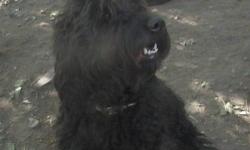 Goldendoodle, CKC, Large female, black, housetrained, fun loving, sweet girl looking for a forever home.
She is not spayed. .
She loves kids and other pets she can have fun with.
Loving, caring home wanted for her so she can have the attention she