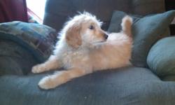 Goldendoodle Female 4 1/2 months old, Vaccinated and wormed. Ready to go for Easter! Really sweet, loving, and smart, just waiting to find a forever home! Family raised, great with young children and other dogs, knows some basic commands and is house