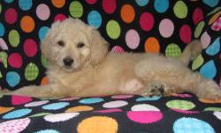 Beautiful Goldendoodle puppies available. Males and females. Shots up to date. Wormed every two weeks starting at two weeks old. Super social with kids and other pets. We have 6 kids so kid friendly dogs are important to us. Already on puppy food. Ready