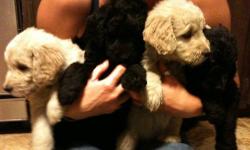Puppies are 7 1/2 weeks, Mother is a registered Golden Retriever, sire is Purebred black Standard Poodle. I have 1 blonde and 3 blacks, male and female remaining. I have included a couple of pictures I received from families that bought my puppies from my