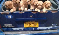 The puppies pictured are from a litter last year. The puppies from the litter born September 11th will be "cookie cutter" copies of the puppies in the picture. They are LARGE dogs, golden apricot champagne colored. Their temperaments are amazing, great