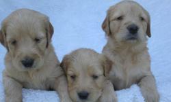 Adorable Goldendoodle puppies available.
Parents AKC.
Shots will be up to date.
Wormed every two weeks . Will be worm free when they leave.
Very social with kids and other pets.
Little to no shedding.
The sweetness of the Golden Retriever and the