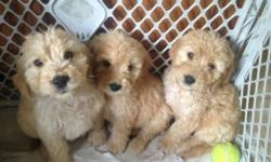 Beautiful 8 week old goldendoodles. Puppies are vet checked, vaccinated and ready for new homes. Serious only need call. No email please
631-676-7332 Donna
This ad was posted with the eBay Classifieds mobile app.