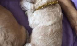 F1 Goldendoodle puppies.Born 1-20-15 Ready when they are 8 weeks old.Will be wormed every two weeks ,Vet checked and come with first set of puppy shots.Mom is a petite red Golden Retriever and Dad is a White Standard Poodle.Both are AKC Registered.There