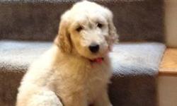 Dam is AKC pure bred Golden Retriever, heart and eye certified, 3 generation pedigree with OFA clearances throughout her lineage. Sire is black pure bred Standard Poodle.Puppies whelped 2/12/13, ready to go now. Home raised, very well socialized, blondes
