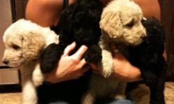 First generation Goldendoodles for sale.
Whelped 12/07/2013.
Dam is an AKC registered Golden Retriever
Sire is a registered black Standard Poodle.
Vetted, 1st & booster puppy shots wormed and provided with micro-chip.
2 black males available. Almost fully