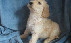 Golden doodle puppies born July 18, 2014 and raised with our family waiting to be part of yours...... Adorable, cute and playful. Great for those with allergies. Parents are health tested for hips, elbows, patella, heart and eyes. Puppies current on shots
