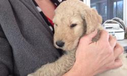 Our Goldendoodle puppies are Due October 1-3, in Geneseo, NY. We do have three puppies pre-reserved already. They get the first three ?picks;? usually people choose their puppy at age four weeks. We accept half down to reserve a pick. We only have one
