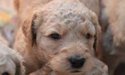 We have one male goldendoodle puppy (light apricot) to rehome. His first buyer had an older dog that was aggressive towards the puppy when they met, and now he needs a new Christmas home. He is currently 6 weeks old and has had his first shots. Serious