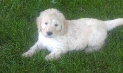 AKC parents. Family Raised with Children. Vet Certified Healthy. 2yr Health Guarantee. Housebroken. Very loving. Puppy's will between 40 to 50 pounds full grown. Mother is a golden retriever. Father is a standard apricot poodle. Females $1200. Males