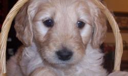 Parents on premises. Vet certified healthy. All shots and worming. Family raised in my home with children. 2yr health guarantee. Ready to go. $800. Call 585-356-4717. This is the only one I have left. She is a straight haired goldendoodle.