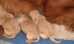 We have two litters of Goldendoodles, one of f1; the mother of this litter is a red Golden Retriever, the father is a white Standard Poodle, both AKC registered and live on the premises as our pets. The puppies were born May 9th and are all apricot. The