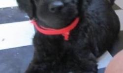 Goldendoodle pups, CKC, rare blacks. Males and females, ready for new homes. Have first shots, wormed. Home raised, f1b, which means no shedding. Both parents on premises.
$600.
Call or email
315-432-9193