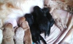 Golden doodles of all colors 4 female 5 males just born march 13 ready to go 6-8 wks with vet ck and cert papers.