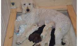 Goldendoodle F1B Hybrid ( 1/4 Golden Retriever and 3/4 Poodle)Â 
The FB1 hybrid puppies are a result of a Goldendoodle (PURE Golden Retriever & a PURE Poodle) mix with a PURE Poodle. We try breeding towards a standard, non-shedding, allergy friendly,