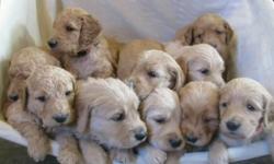 We are planning our very first Goldendoodle litter!! Expected around begin Aug. List is forming now. If you'd like to be added to the list or have questions please text or call 585-307-0171. Thank you!