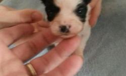 One boy white and black and a girl all black will have shots be dewormed but will be tiny dogs. Mom is toy shitzu weighs 3 lbs and dad weighs 4.5 lbs 150 down and 350 on pick up 3 weeks old right now
This ad was posted with the eBay Classifieds mobile