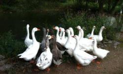 Goose - African Goose - Large - Adult - Male - Bird
CHARACTERISTICS:
Breed: Goose
Size: Large
Petfinder ID: 25632971
CONTACT:
Lollypop Farm, Humane Society of Greater Rochester | Fairport, NY | 585-223-1330
For additional information, reply to this ad or