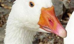 Goose - Bloomberg - Large - Adult - Bird
CHARACTERISTICS:
Breed: Goose
Size: Large
Petfinder ID: 24171496
CONTACT:
Lollypop Farm, Humane Society of Greater Rochester | Fairport, NY | 585-223-1330
For additional information, reply to this ad or see: