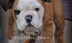 UpstateBulldogs has been established since 2006 and writing our own history since. We strive to provide the best english bulldog pups available for families to love.
All pups available are bred for health, temperament, and confirmation.
Dinky will be UTD