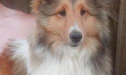 We have one very gorgeous 6 month old AKC Shetland Sheepdog young male available. He is a very out going happy guy. He has been vet checked, dewormed and has his puppy shots to date including Rabies. Health guaranteed. He is being offered as a pet on a