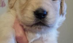 I have 1 males left out of a litter of 8 born 2/3/14. He is the biggest of the cream golden males. Puppies come with first set of shots, wormed and will also come complete with a puppy pack that has bag of puppy food, toy, AKC registration papers, and a