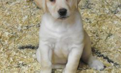 Beautiful block headed, yellow and white Labs. These pups are born in our home, loved by our family, and socialized with other dogs and animals, and of course people, little and big. Please take a look at our website and call us with any questions you may