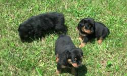 We have 4 Gorgeous AKC Rottweiler puppies that are ready to go now. We have 1 male and 3 females. The last picture of the puppy by itself is the male. They were whelped on May 16th 2013. They have been vet checked, dewormed and have their first set of