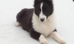 We have 2 male sable&white sheltie puppies available. They are being offered for $650 on a limited AKC registration. D.O.B. 09-29-13. These puppies have been vet checked, dewormed and given their first set of puppy vaccines. Contact for more details.
New
