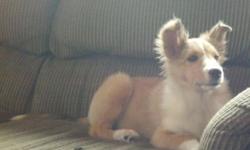 I have available 1 gorgeous almost 4 month old sheltie female puppy. She is very out going. She is crate trained as well as housebroken. She should fit well into any household. She has been vet checked, dewormed and she is up to date on her vaccines