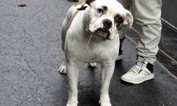 Bull is located at Manhattan Animal Care and Control. I am not affiliated with them. For more info about Bull or to see his current status, copy/paste this link: