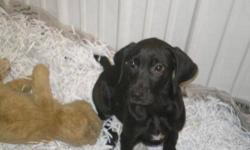 Hello
We have a beautiful Black Lab
1 year old, up to date on shots
Please email for more pictures
And info .