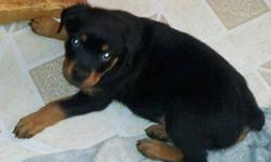 I have a purebred female rottie pup. $500 parents on premises.... Pictures of last years litter available.....parents both huge gorgeous rotts....tails/dews docked 1st shot/wormed....Raised in the house handled all the time since birth, extremely friendly