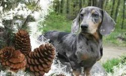 Looking for a dapple dachshund?! They are hard to come by, especially this color!
Offering a beautiful rare colored blue & tan dapple up for Sale!
He is 1.10 years old blue & tan smooth dapple. weight is 15 lbs. He is a tweenie size.
He's extremely